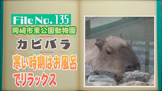 【File No.135】岡崎市東公園動物園＜カピバラ＞　寒い時期はお風呂でリラックス