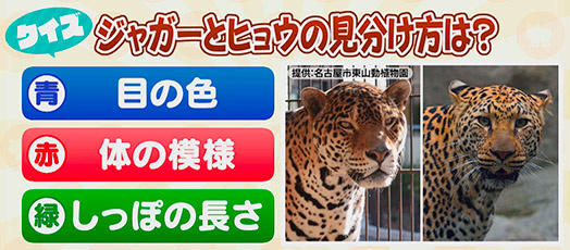 【クイズ】ジャガーとヒョウの見分け方は？　青：目の色　赤：体の模様　緑：しっぽの長さ