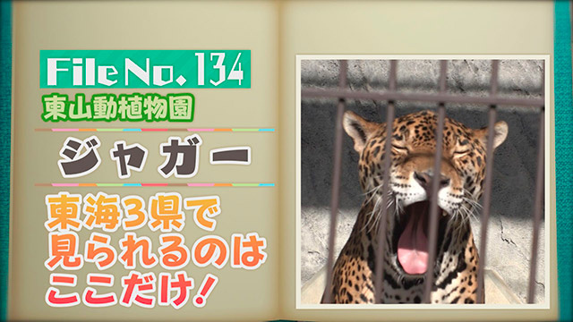 【File No.134】東山動植物園＜ジャガー＞　東海3県で見られるのはここだけ！