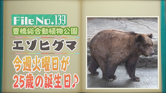 【File No.139】豊橋総合動植物公園＜エゾヒグマ＞　今週火曜日が25歳の誕生日♪
