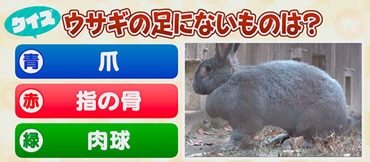 【クイズ】ウサギの足にないものは？　青：爪　赤：指の骨　緑：肉球