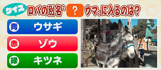 【クイズ】ロバの別名“？ウマ”に入るのは？　青：ウサギ　赤：ゾウ　緑：キツネ