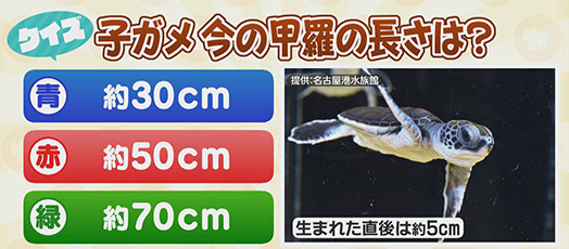 【クイズ】子ガメ　今の甲羅の長さは？　青：約30cm　赤：約50cm　緑：約70cm