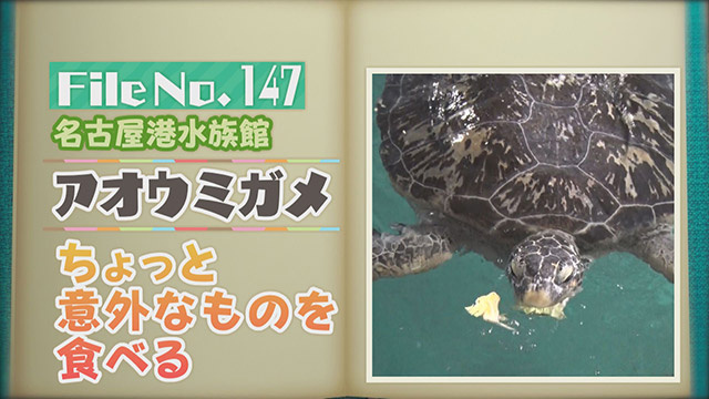 【File No.147】名古屋港水族館＜アオウミガメ＞　ちょっと意外なものを食べる