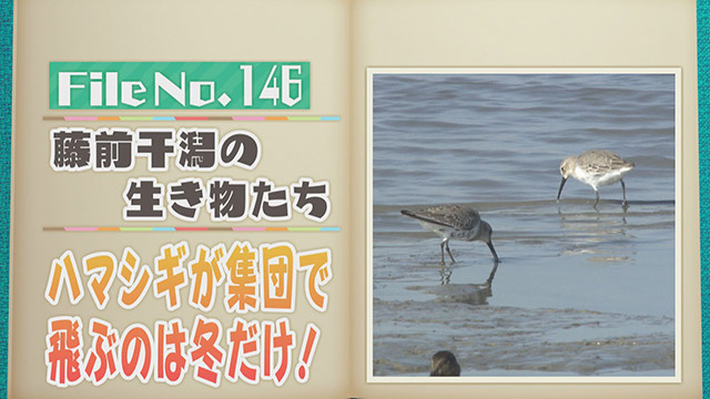 【File No.146】＜藤前干潟の生き物たち＞　ハマシギが集団で飛ぶのは冬だけ！