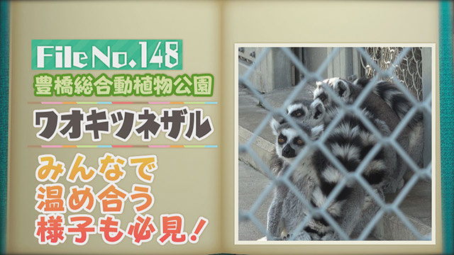 【File No.148】豊橋総合動植物公園＜ワオキツネザル＞　みんなで温め合う様子も必見！