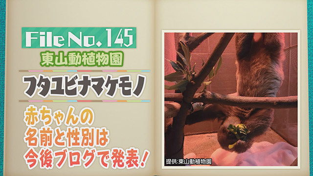 【File No.145】東山動植物園＜フタユビナマケモノ＞　赤ちゃんの名前と性別は今後ブログで発表！