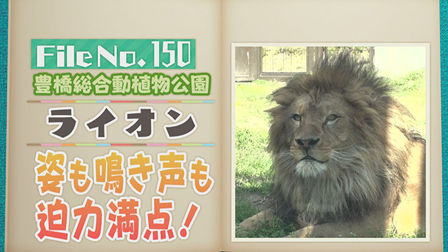 【File No.150】豊橋総合動植物公園＜ライオン＞　姿も鳴き声も迫力満点！