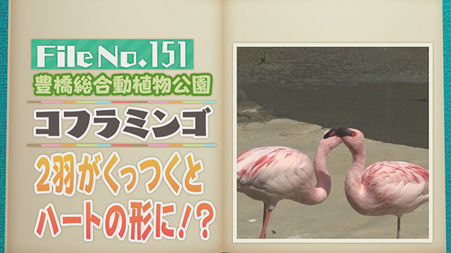 【File No.151】豊橋総合動植物公園＜コフラミンゴ＞　2羽がくっつくとハートの形に！？