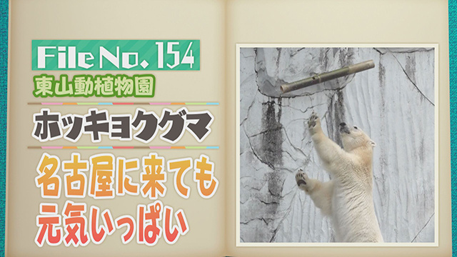 【File No.154】東山動植物園＜ホッキョクグマ＞　名古屋に来ても元気いっぱい