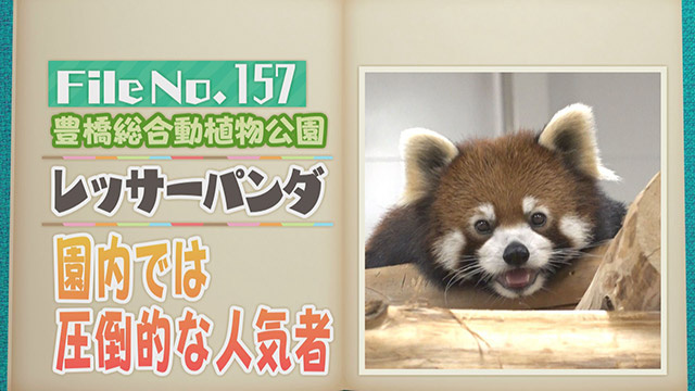 【File No.157】豊橋総合動植物公園＜レッサーパンダ＞　国内では圧倒的な人気者