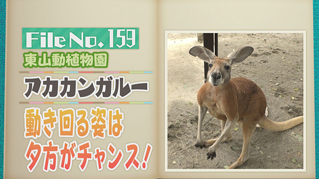 【File No.159】東山動植物園＜アカカンガルー＞　動き回る姿は夕方がチャンス！
