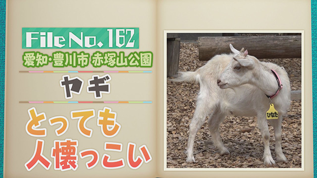 【File No.162】愛知・豊川市　赤塚山公園＜ヤギ＞　とっても人懐っこい
