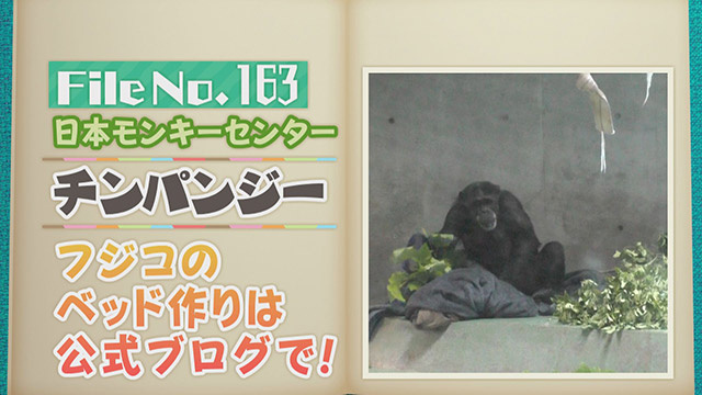 【File No.163】日本モンキーセンター＜チンパンジー＞　フジコのベッド作りは公式ブログで！