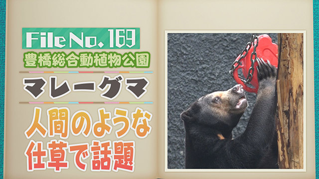 【File No.169】豊橋総合動植物公園＜マレーグマ＞　人間のような仕草で話題