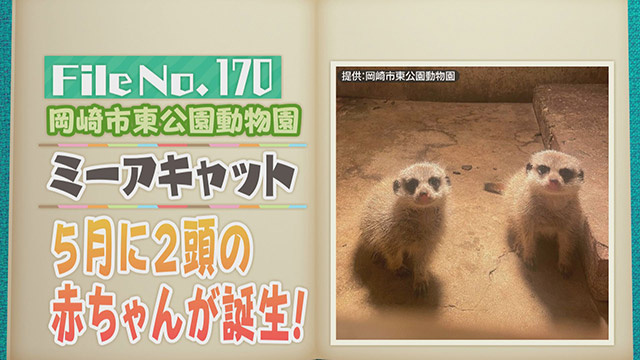 【File No.170】岡崎市東公園動物園＜ミーアキャット＞　5月に2頭の赤ちゃんが誕生！