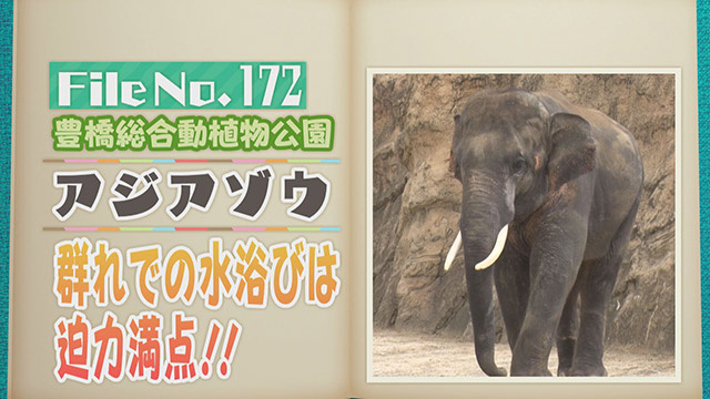 【File No.172】豊橋総合動植物公園＜アジアゾウ＞　群れでの水浴びは迫力満点！！