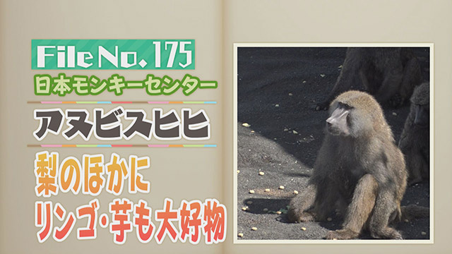 【File No.175】日本モンキーセンター＜アヌビスヒヒ＞　梨のほかにリンゴ・芋も大好物