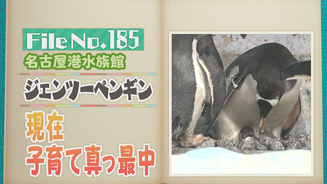 【File No.185】名古屋港水族館＜ジェンツーペンギン＞　現在子育て真っ最中