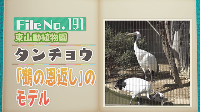 【File No.191】東山動植物園＜タンチョウ＞　「鶴の恩返し」のモデル