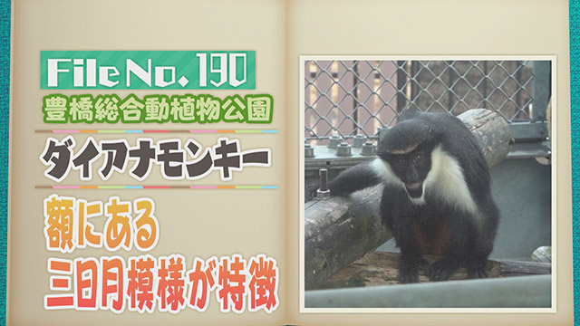 【File No.190】豊橋総合動植物公園＜ダイアナモンキー＞　額にある三日月模様が特徴