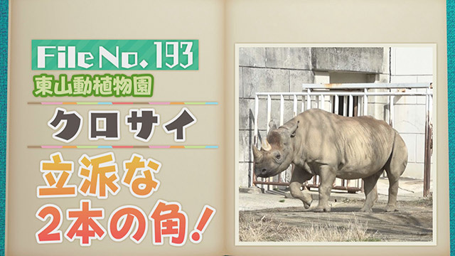 【File No.193】東山動植物園＜クロサイ＞　立派な2本の角！