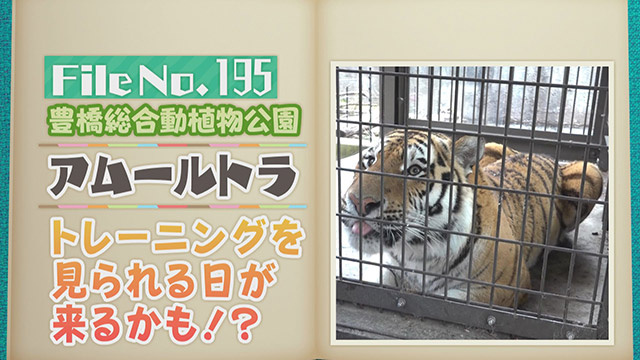 【File No.195】豊橋総合動植物公園＜アムールトラ＞　トレーニングを見られる日が来るかも！？
