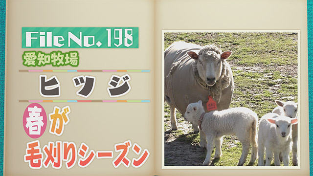 【File No.198】愛知牧場＜ヒツジ＞　春が毛刈りシーズン