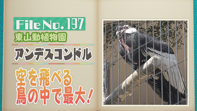 【File No.197】東山動植物園＜アンデスコンドル＞　空を飛べる鳥の中で最大！