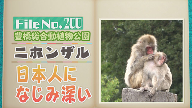 【File No.200】豊橋総合動植物公園＜ニホンザル＞　日本人になじみ深い