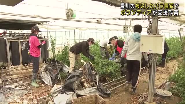 被災したバラ農家でボランティアが支援活動　愛知・豊川市