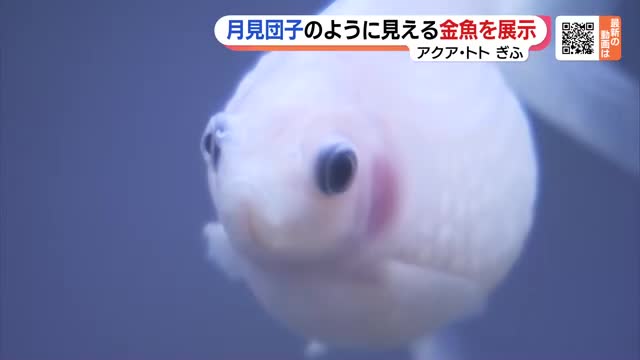 見た目は”泳ぐ月見団子” 　ピンポン球のような丸い形の金魚の一種を展示　岐阜　