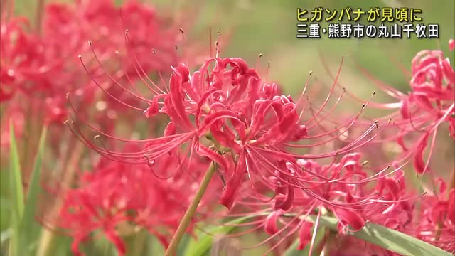 丸山千枚田でヒガンバナが見頃に　開花が例年より10日ほど遅く　三重・熊野市