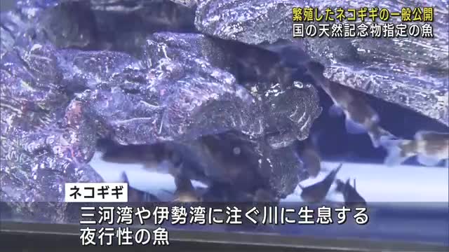 国の天然記念物の魚「ネコギギ」　繁殖に6年連続で成功　愛知県豊川市のぎょぎょランド