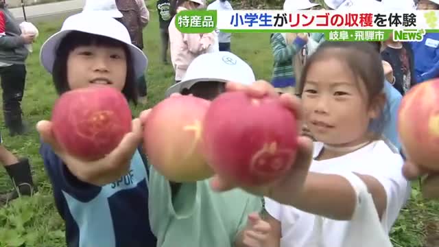 世界に一つだけのオリジナルのリンゴ収穫　小学生が体験　岐阜県飛騨市