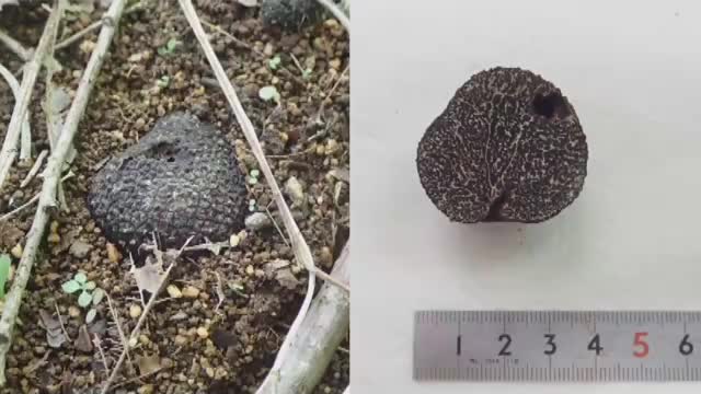 “国産黒トリュフ”国内初の人工栽培に成功　岐阜県森林研究所が発表「今後も短期間で安定的に」