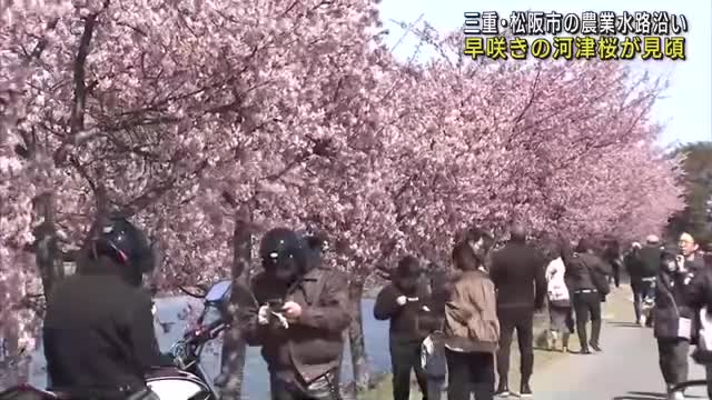 農業水路沿い約350本の河津桜が見ごろ　「笠松河津桜ロード」として地元の桜の名所　三重県松阪市笠松町