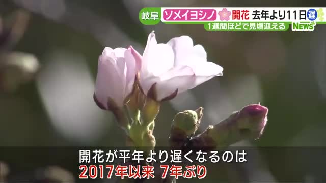 東海地方で一足早く　岐阜のソメイヨシノが開花