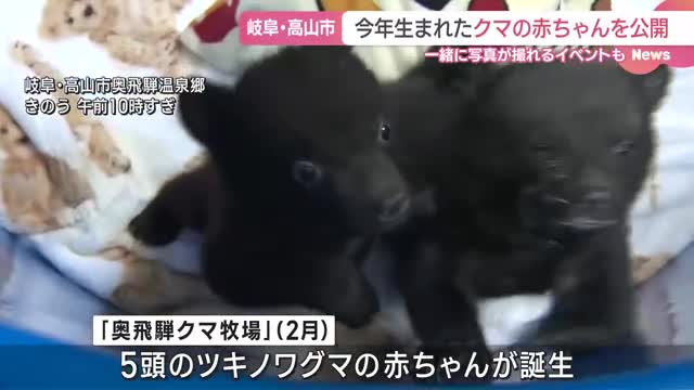 かわいいクマの赤ちゃんを一般公開　一緒に写真が撮れるイベントも　奥飛騨クマ牧場　岐阜県高山市