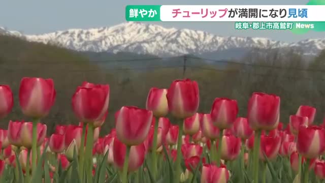 “虹色のじゅうたん”のような風景　牧歌の里でチューリップが見頃　岐阜県郡上市