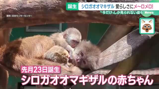 シロガオオマキザルの赤ちゃん、18年ぶり誕生　愛知・犬山市の日本モンキーセンター