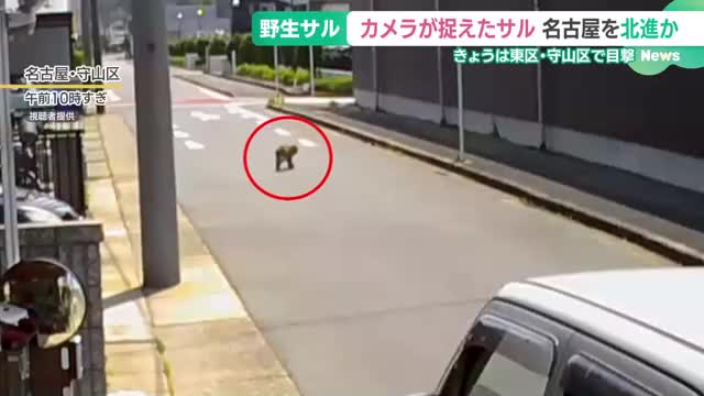 名古屋で目撃相次ぐ野生のサル、なぜ街へ？　24日は東区と守山区で見つかる