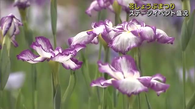 約100種類12000株の花しょうぶがお出迎え　亀山公園で花しょうぶまつり開催　