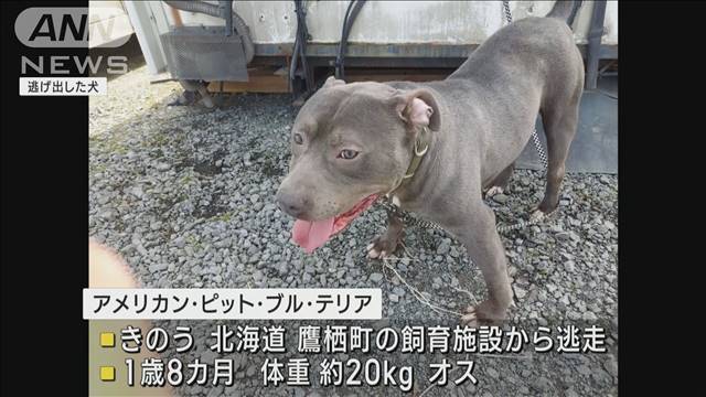 大型犬ピットブル逃げ出す 「怖い」「早く見つかって」 北海道