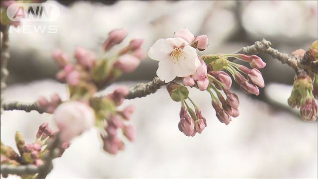 桜前線が北海道へ　松前町でソメイヨシノ開花