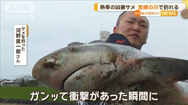 宮崎市の川で凶暴なオオメジロザメ釣り上げる　体長1.2m　海水温上昇で北上か