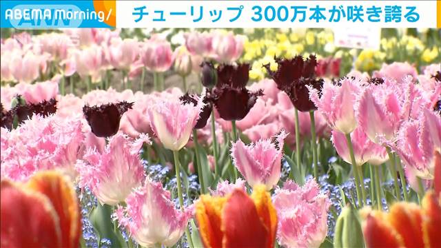 300万本のチューリップが咲き誇る　富山・砺波市