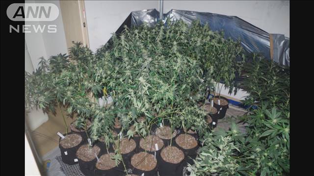 住宅で大麻草を栽培し約1.3kg所持容疑　男4人逮捕　火事がきっかけで発覚