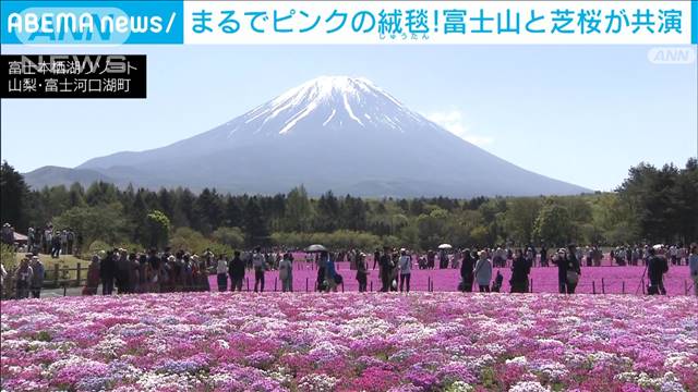 「息をのむ、ピンク。」富士山麓の芝桜満開　山梨・富士河口湖町