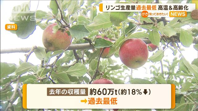 リンゴ生産量が過去最低　高温＆高齢化が影響